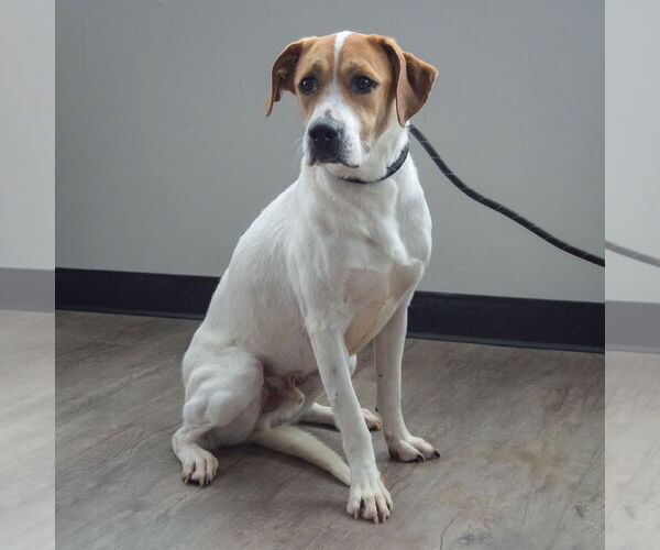 Medium Photo #3 Coonhound-Unknown Mix Puppy For Sale in Huntley, IL, USA