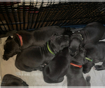 Small Photo #13 Great Dane Puppy For Sale in SAND SPRINGS, OK, USA