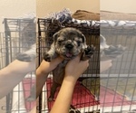 Small Photo #244 French Bulldog Puppy For Sale in CERES, CA, USA