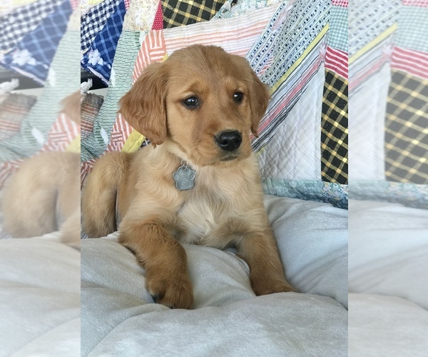 Medium Photo #1 Golden Retriever Puppy For Sale in SONORA, KY, USA