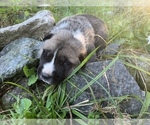 Small Photo #2 Pyrenees Husky Puppy For Sale in HARWOOD, MD, USA