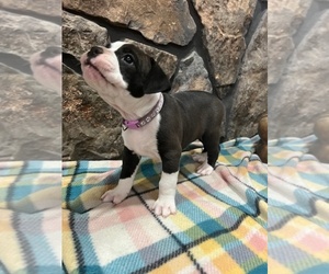 Olde English Bulldogge Puppy for sale in MCMINNVILLE, TN, USA