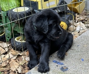 Labradoodle Puppy for sale in CHIPPEWA FALLS, WI, USA