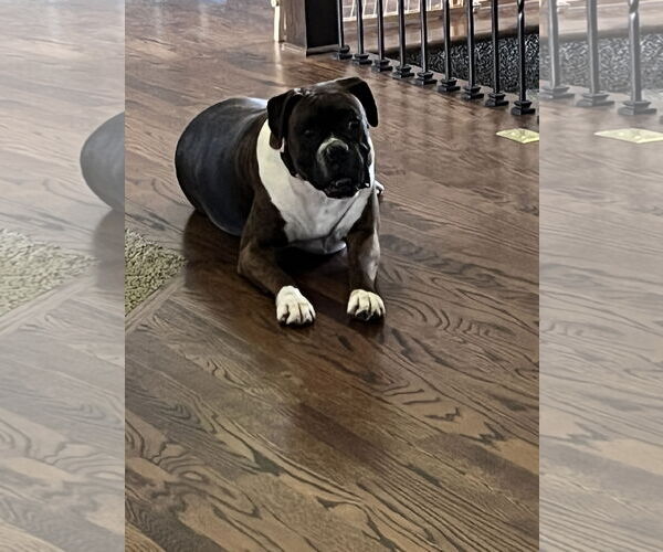 Medium Photo #9 Boxer Puppy For Sale in Woodbury, MN, USA
