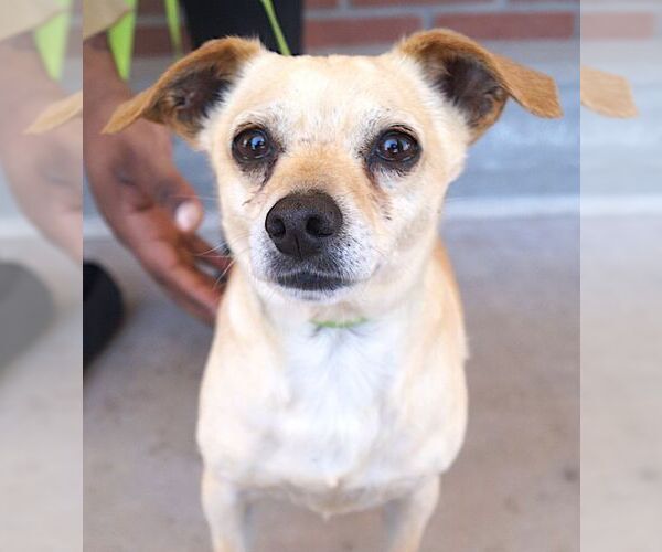 Medium Photo #3 Chihuahua Puppy For Sale in Carrollton, TX, USA