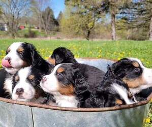 Bernese Mountain Dog Puppy for Sale in CHELSEA, Michigan USA