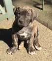 Small Photo #1 Boerboel Puppy For Sale in VANCOUVER, WA, USA