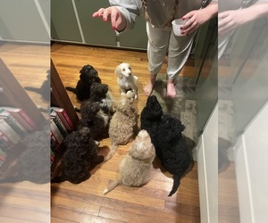Aussiedoodle Litter for sale in SWANNANOA, NC, USA