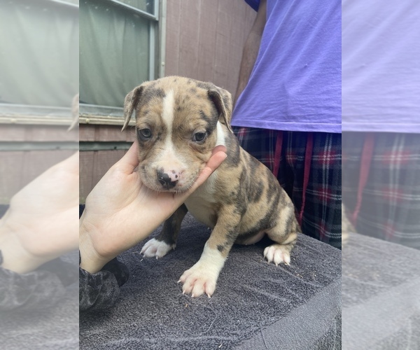 Medium Photo #7 American Pit Bull Terrier Puppy For Sale in PENSACOLA, FL, USA