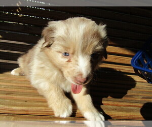 Australian Shepherd Puppy for sale in TRAVERSE CITY, MI, USA