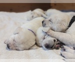 Small Photo #27 Labrador Retriever Puppy For Sale in LOGAN, UT, USA