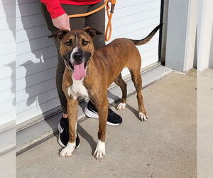 Labrador Retriever-Unknown Mix Dogs for adoption in Louisville, KY, USA