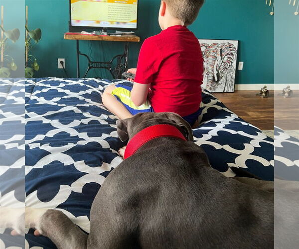Medium Photo #30 American Pit Bull Terrier-Unknown Mix Puppy For Sale in Fargo, ND, USA