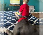 Small #29 American Pit Bull Terrier Mix