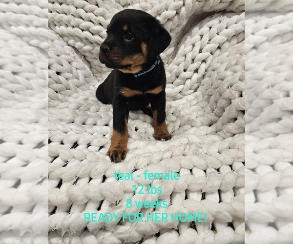 Medium Photo #1 Rottweiler Puppy For Sale in MITCHELLVILLE, IA, USA