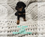 Small Photo #1 Rottweiler Puppy For Sale in MITCHELLVILLE, IA, USA