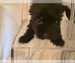 Small #3 Yorkshire Terrier