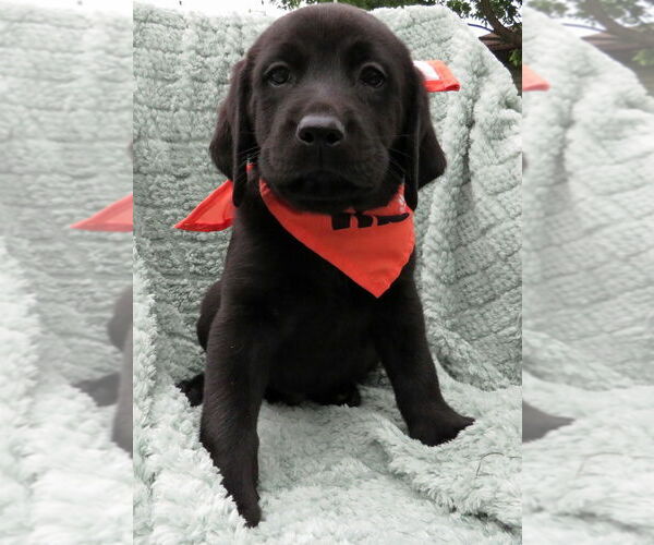 Medium Photo #3 Labrador Retriever Puppy For Sale in Grovertown, IN, USA