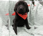 Small #2 Labrador Retriever