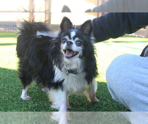 Chihuahua Dogs for adoption in Chestertown, MD, USA