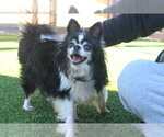 Casket Jones - Male Chihuahua Dog for Adoption - Small photo