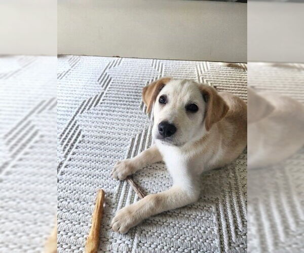 Medium Photo #2 Mutt Puppy For Sale in Genesee, WI, USA