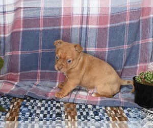 Chihuahua Puppy for sale in MOUNT VERNON, OH, USA