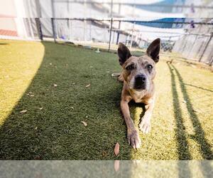 Catahoula Leopard Dog Dogs for adoption in Orlando, FL, USA