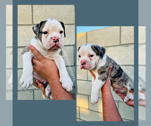 Olde English Bulldogge Puppy for sale in BAKERSFIELD, CA, USA