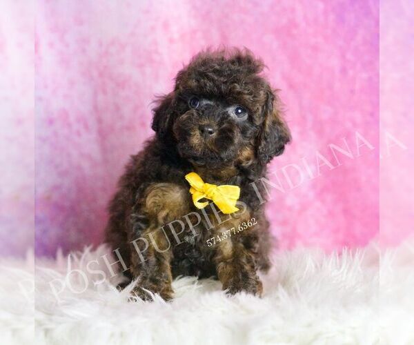 Medium Photo #5 Poodle (Toy) Puppy For Sale in WARSAW, IN, USA