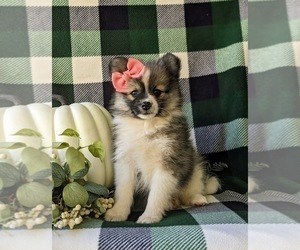 Pomeranian Puppy for sale in CHRISTIANA, PA, USA