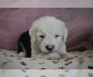 Old English Sheepdog Puppy for sale in FAIR GROVE, MO, USA