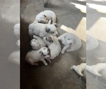 Small Photo #2 Great Pyrenees Puppy For Sale in SPRINGDALE, WA, USA