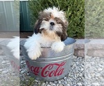Small #2 Shih Tzu