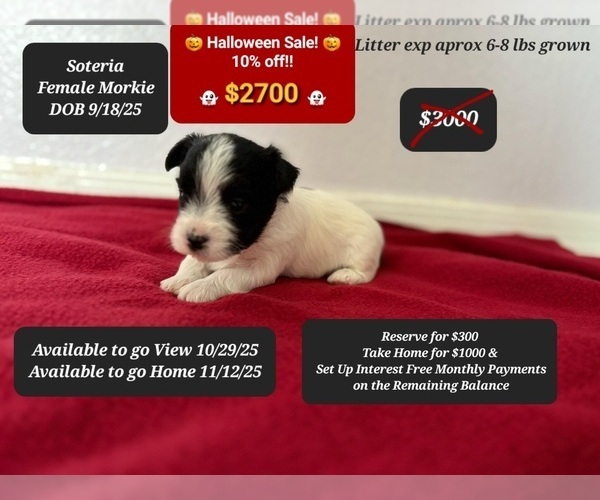 Medium Photo #2 Morkie Puppy For Sale in TUCSON, AZ, USA