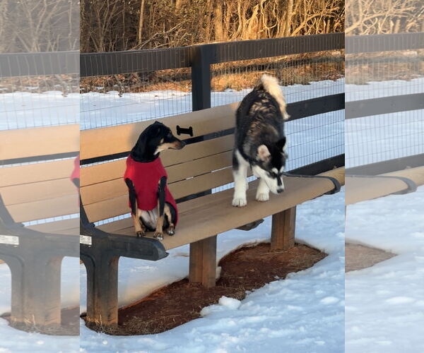 Medium Photo #5 German Pinscher Puppy For Sale in Forest, VA, USA