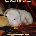 Small Photo #196 Dogo Argentino Puppy For Sale in JANE, MO, USA
