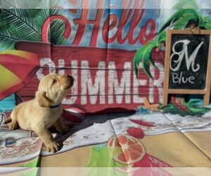 Great Dane Puppy for sale in MAYSVILLE, GA, USA
