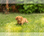 Small #8 Dachshund