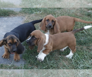 Basset Hound Litter for sale in MEMPHIS, MO, USA
