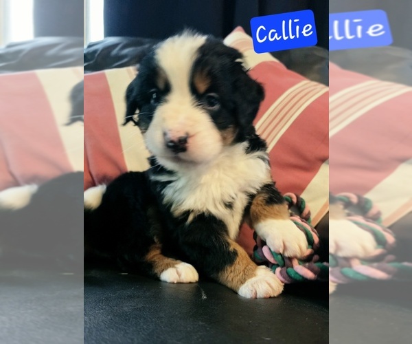 Medium Photo #1 Bernese Mountain Dog Puppy For Sale in SUPERIOR, WI, USA