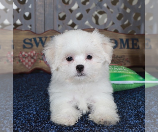 Medium Photo #2 Shih Tzu Puppy For Sale in MOUNT VERNON, OH, USA