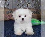Small #1 Shih Tzu