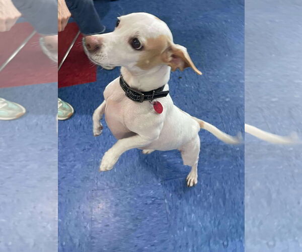 Medium Photo #3 Doxle Puppy For Sale in Tempe , AZ, USA