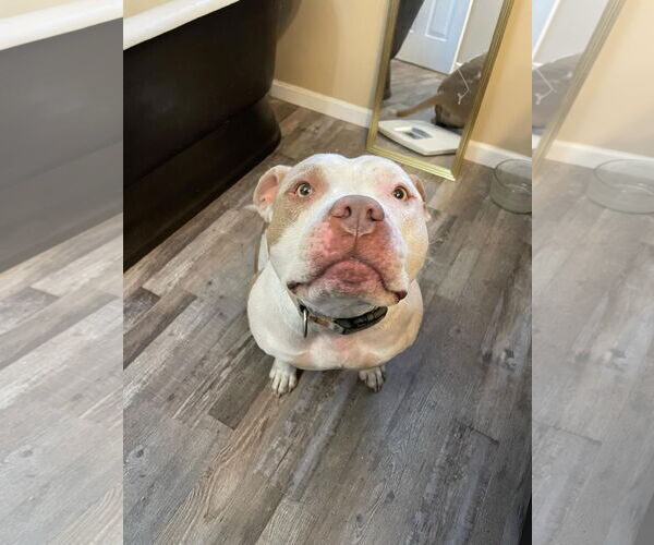 Medium Photo #4 American Bulldog-Unknown Mix Puppy For Sale in Germantown, OH, USA