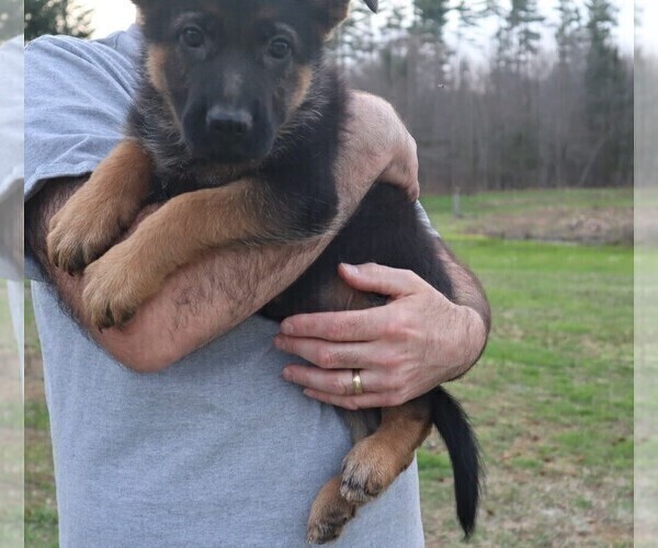 Medium Photo #1 German Shepherd Dog Puppy For Sale in PLYMOUTH, NH, USA