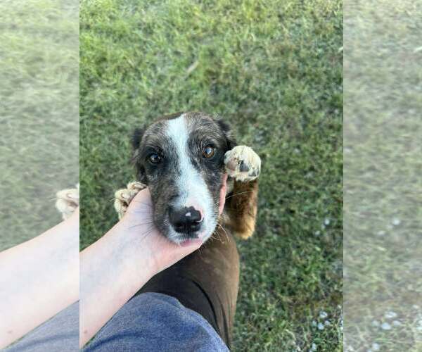 Medium Photo #3 Australian Shepherd-Unknown Mix Puppy For Sale in Westwood, NJ, USA