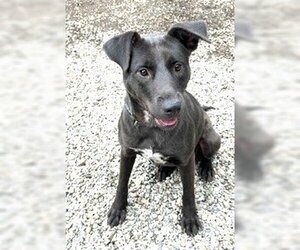 Labrador Retriever-Unknown Mix Dogs for adoption in Rowayton, CT, USA