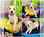 Small #1 American Staffordshire Terrier-Labrador Retriever Mix