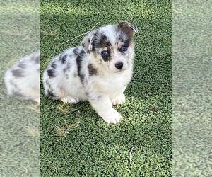 Pembroke Welsh Corgi Puppy for sale in BRIGGSDALE, CO, USA